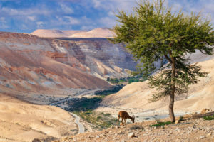 Путешествие в пустыню Негев